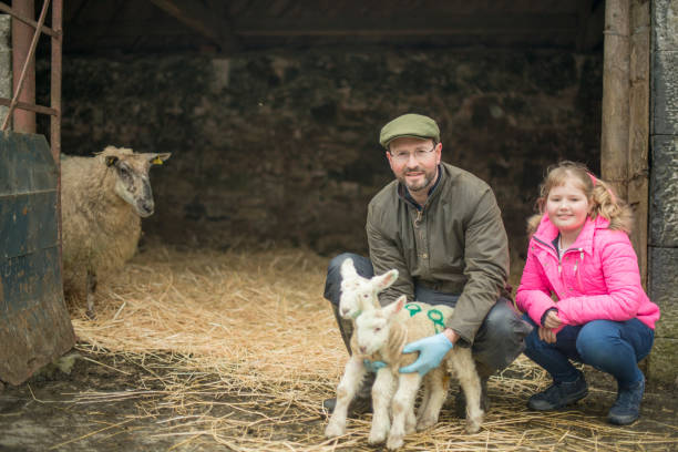 Farmer and his daughter during lambing season. stock photo