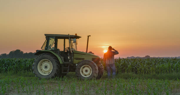 Farmer and tractor in corn field at sunset Rear view of a farmer standing near a tractor in a corn field under a moody sky at sunset tractor stock pictures, royalty-free photos & images