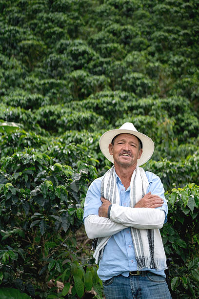 Farmer at a coffee plantation Colombian farmer working at a coffee plantation and looking at the camera smiling south american culture stock pictures, royalty-free photos & images