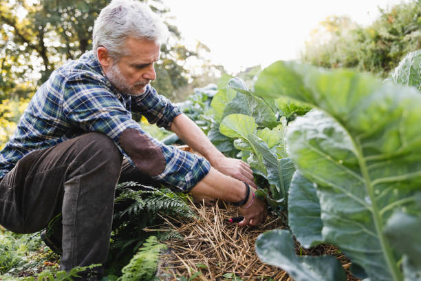 Farmer collecting cabbage from a biodynamic garden stock photo