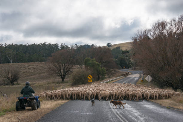 Farmer driving herd of sheep with two working shepherd dogs on countryside road stock photo