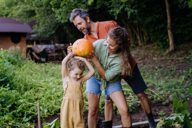 Farmer family harvesting pumpkins together in garden in summer. stock photo