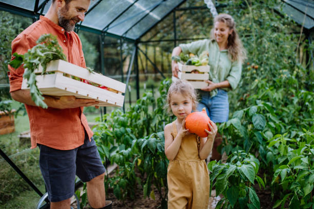 Farmer family with fresh harvest standing in a greenhouse stock photo