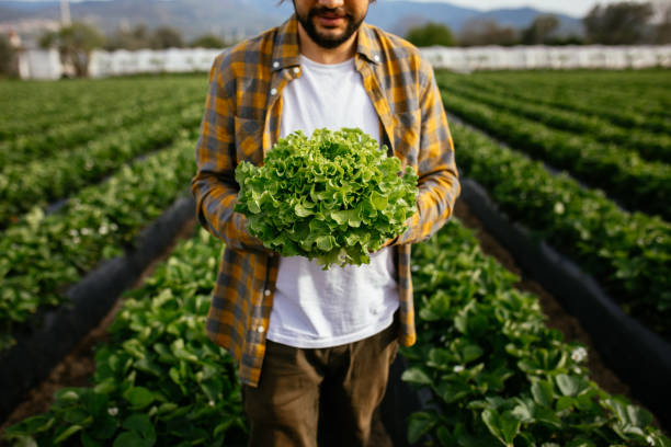 Farmer Harvesting Organic Salad Leaves On Farm stock photo