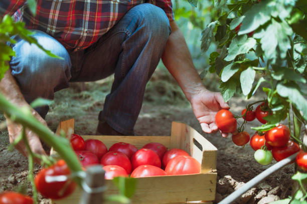 Farmer harvesting tomatoes stock photo