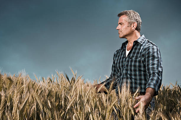 agriculteur doit soin de son champ de blé - portrait agriculteur photos et images de collection