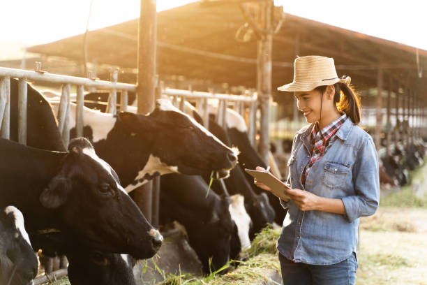 Farmer have recording details on the tablet of each cow on the farm. stock photo