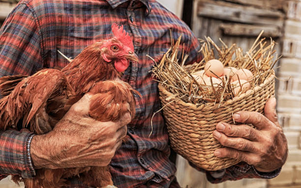 Farmer holding chicken and basket with eggs Mature farmer holding chicken and basket with eggs. Wears casual clothes. free range stock pictures, royalty-free photos & images