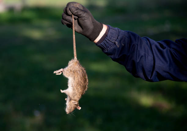 Farmer holding dead rat Farmer with protective gloves holding dead rat for tail on farm. Rodenticide concept in agriculture rodent stock pictures, royalty-free photos & images