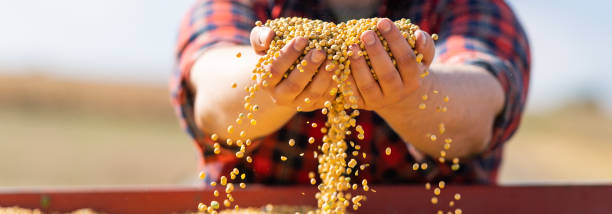 Farmer holding soy grains in his hands in stock photo