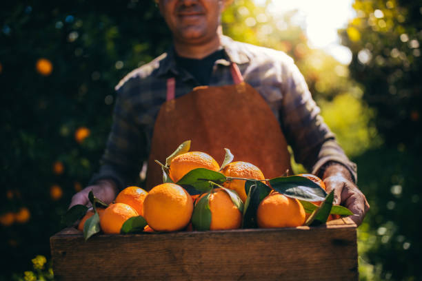 landwirt mit holzbox mit frischen orangen im obstgarten - orange frucht stock-fotos und bilder