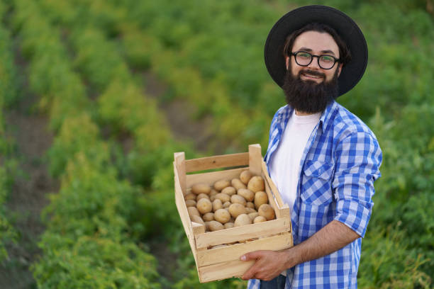 Farmer holding wooden crate of potatoes stock photo