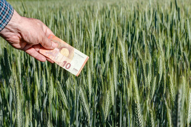 A farmer holds a 10 euro banknote in his wheat field. stock photo