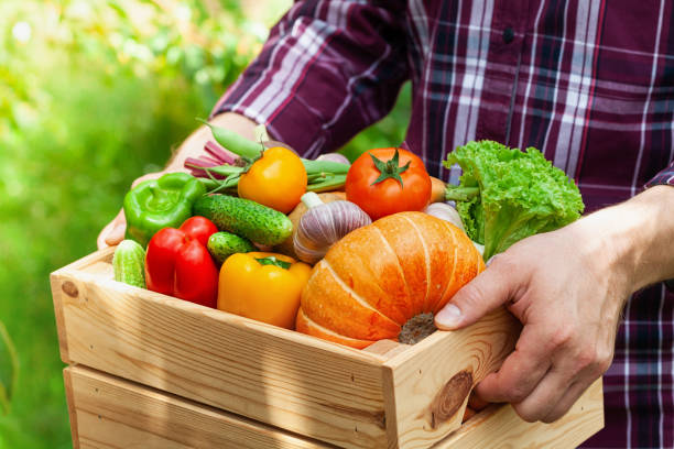 Farmer holds in hands wooden box with autumn crop of organic vegetables and roots against backyard background. Farmer holds in hands wooden box with autumn crop of organic vegetables and roots against backyard background with copy space. homegrown produce photos stock pictures, royalty-free photos & images
