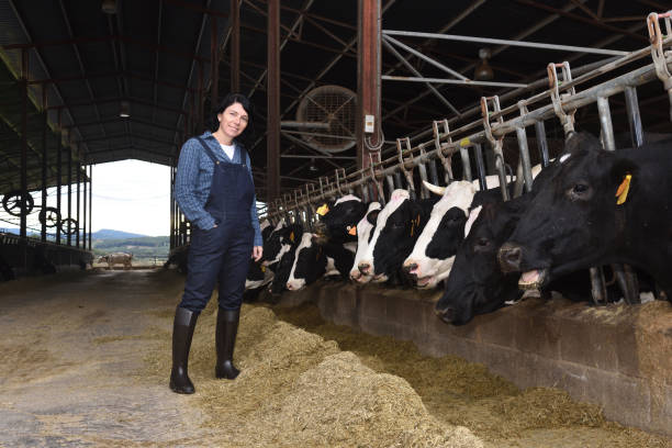 agricoltore in un allevamento di mucche - allevatore foto e immagini stock