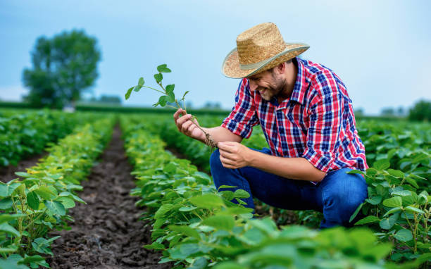 Farmer in a soybean field. Agricultural concept stock photo