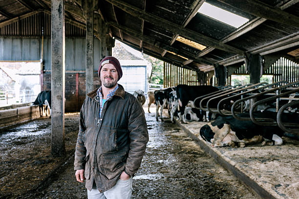 Farmer in cattle shed stock photo