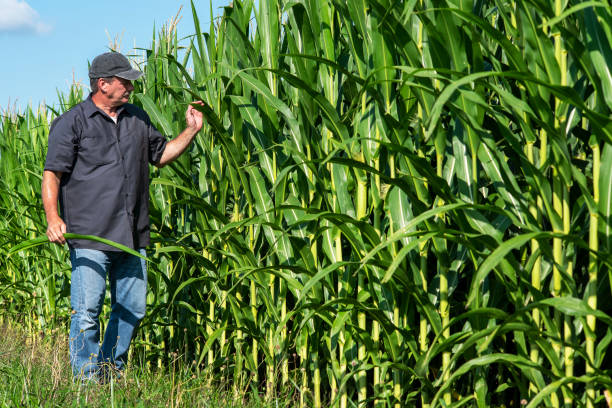 Farmer inspecting corn crop plants in agricultural field stock photo