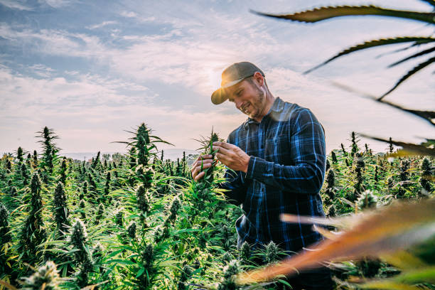 colorado marijuana dispensary