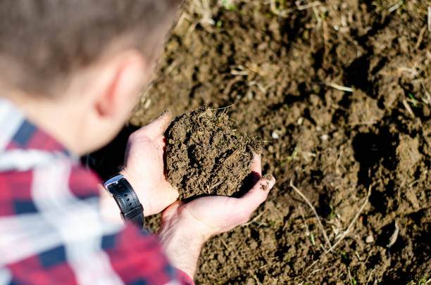 Farmer is examining the organic soil quality by taking some in his hands. stock photo