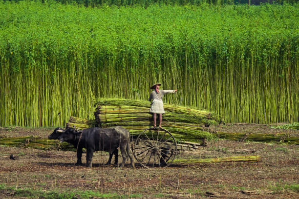 Farmer loading jute fiber in West Bengal India stock photo