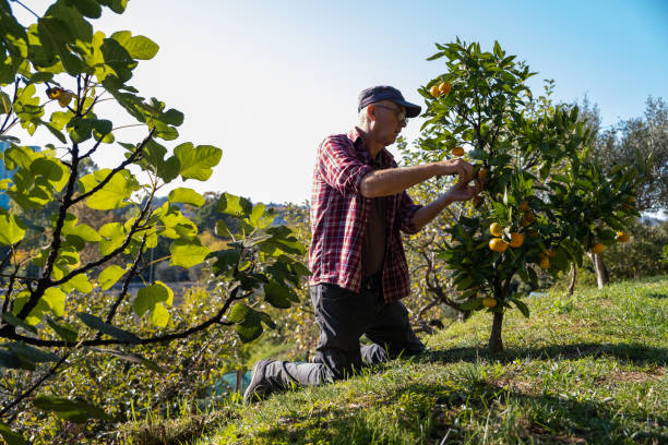 Farmer on a mandarin orchard stock photo