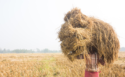 Farmer on the burden of rice