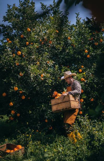 Farmer picking fresh orange produce from orange trees in grove Farm worker picking ripe organic oranges in orange trees orchard and collecting them in boxes grove photos stock pictures, royalty-free photos & images