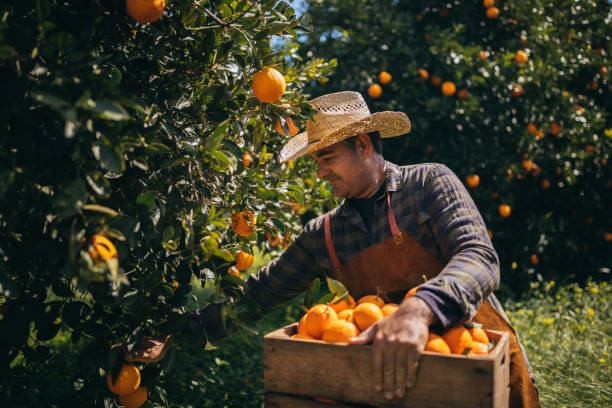 Farmer picking ripe oranges from orange trees in orange grove Farm worker with wooden box picking fresh ripe oranges from orange tree branches in spring orange fruit photos stock pictures, royalty-free photos & images
