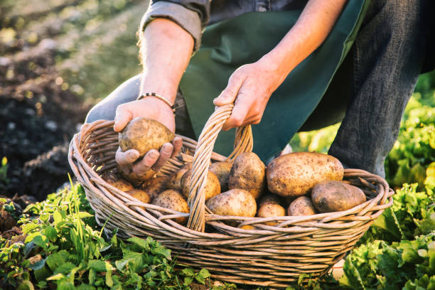 Farmer Picking Up Potatoes Farmer carrying basket with vegetables. raw potato stock pictures, royalty-free photos & images