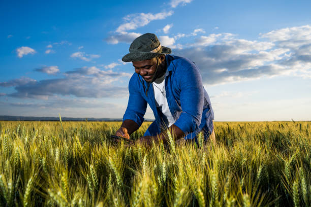 Farmer Farmer is standing in his growing wheat field. He is examining crops after successful sowing. fat man looks at the phone stock pictures, royalty-free photos & images