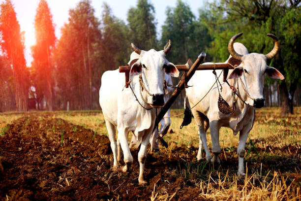 Rural farmer of Indian ethnicity ploughing field using wooden plough which is riding by two bullock.