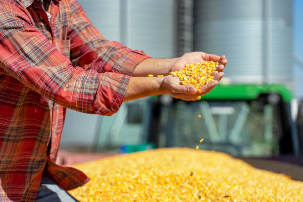 Farmer Showing Freshly Harvested Corn Maize Grains Against Grain Silo Farmer's Hands Holding Harvested Grain Corn. Farmer with corn kernels in his hands sitting in trailer full of corn seeds. crop yield stock pictures, royalty-free photos & images