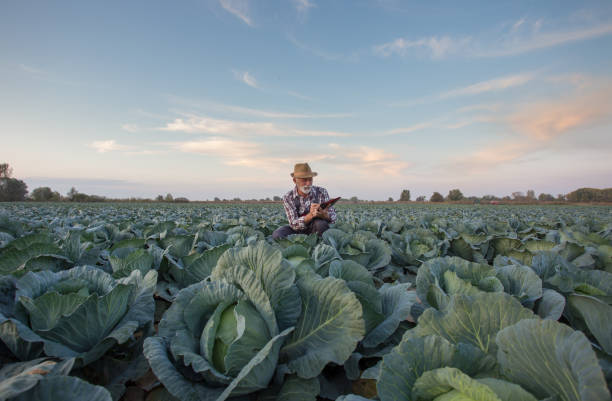 Farmer squattig in cabbage field Satisfied senior farmer writing notes about cabbage yield in field in fall cabbage stock pictures, royalty-free photos & images