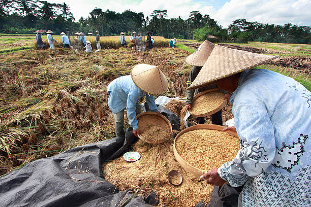 Farmer thresh rice, Bali , Indonesia. stock photo