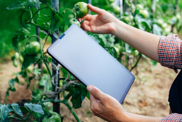 landwirt mit digitalen tablet-computer im gewächshaus mit tomatenpflanzen. moderne technologieanwendung in der landwirtschaftlichen anbautätigkeit - food data stock-fotos und bilder