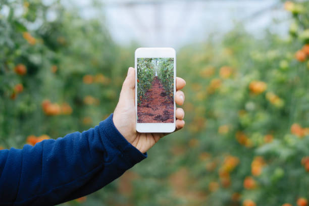 Farmer using smart phone in greenhouse stock photo