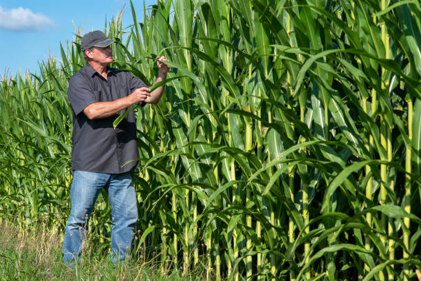 farmer walking along side row of corn crop inspecting plants stock photo