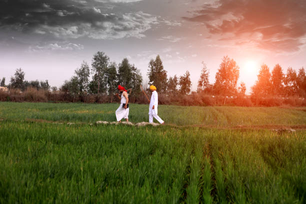 Farmer walking in the field in the morning Farmer walking in the middle of green wheat field during early morning. haryana stock pictures, royalty-free photos & images