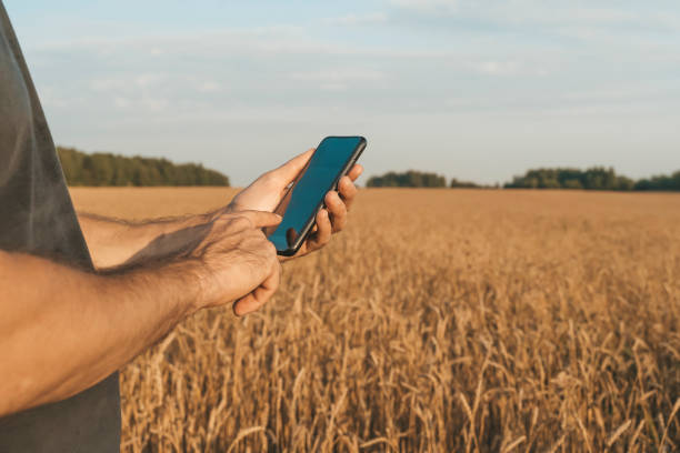 Farmer with a smartphone in his hand against the background of a wheat field during the harvest. Agribusiness and food growing technologies concept. stock photo