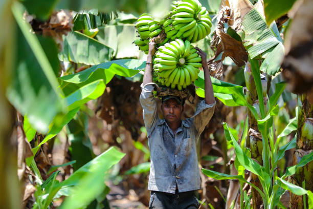 jalgaon, india - may 25, 2017 : farmer with banana bunch - cargo canarias imagens e fotografias de stock