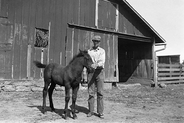 farmer with foal in barnyard 1935, retro Farmer with draft horse foal. 1935. Wellman, Iowa, USA. Scanned film with grain. farm photos stock pictures, royalty-free photos & images
