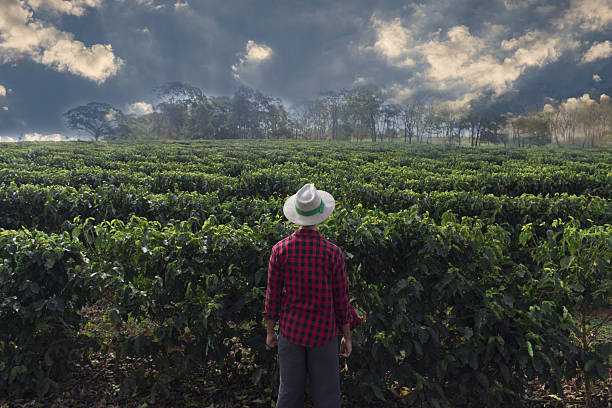 farmer with hat looking the coffee plantation field - cafe brasil imagens e fotografias de stock