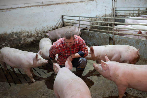 Farmer with pigs in stable stock photo