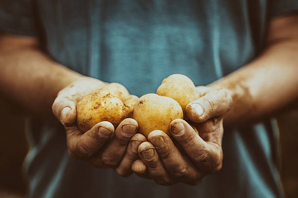 Farmer with potatoes stock photo