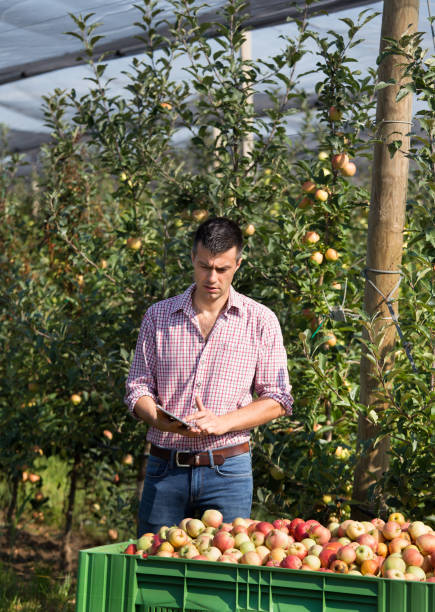 farmer with tablet in apple orchard - technology picking agriculture imagens e fotografias de stock