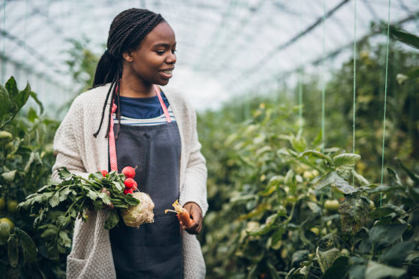 Farmer woman holding fresh organic vegetables in her hands Young black woman holding  autumn vegetables in her garden picking harvesting photos stock pictures, royalty-free photos & images