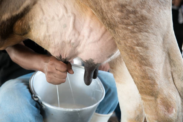 Farmer worker hand milking cow in cow milk farm. stock photo