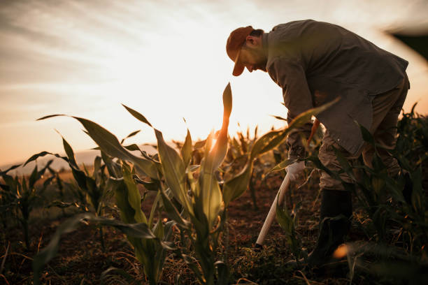 Farmer works on his field Photo of farmer with shovel on his filed effort stock pictures, royalty-free photos & images