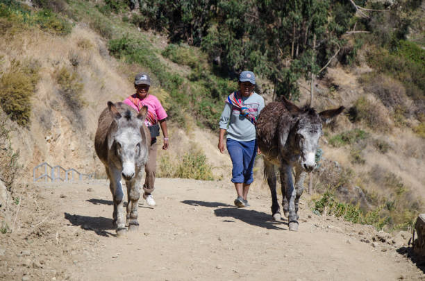 Farmers and citizens in the Marcahuasi mountains Lima, Peru - 3 SEPTEMBER 2018: Farmers and citizens in the Marcahuasi mountains. Two Andean women walking in the mountains with two cargo donkeys hot peruvian women stock pictures, royalty-free photos & images